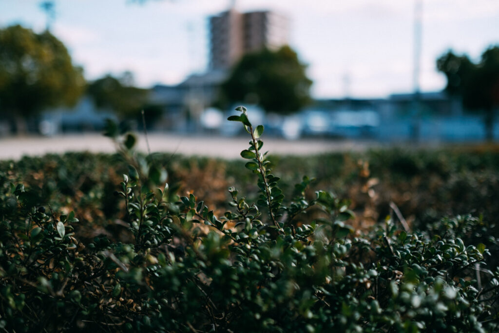 XF23mmF1.4 Rで写す日常──スナップ・旅・家族のそばに