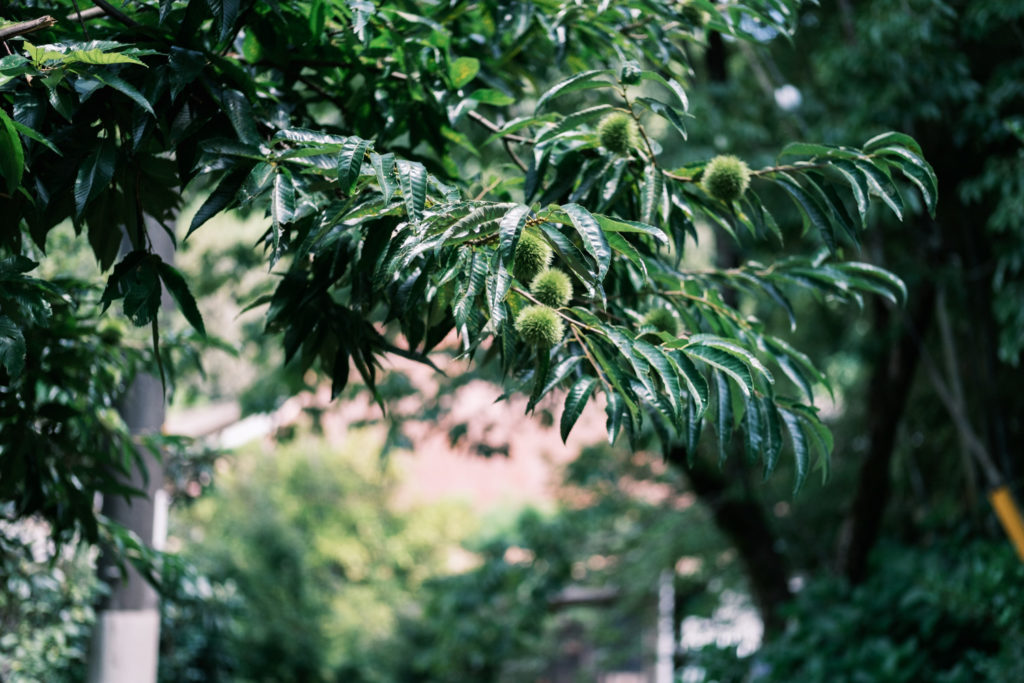 XF50mmF2の写真作例